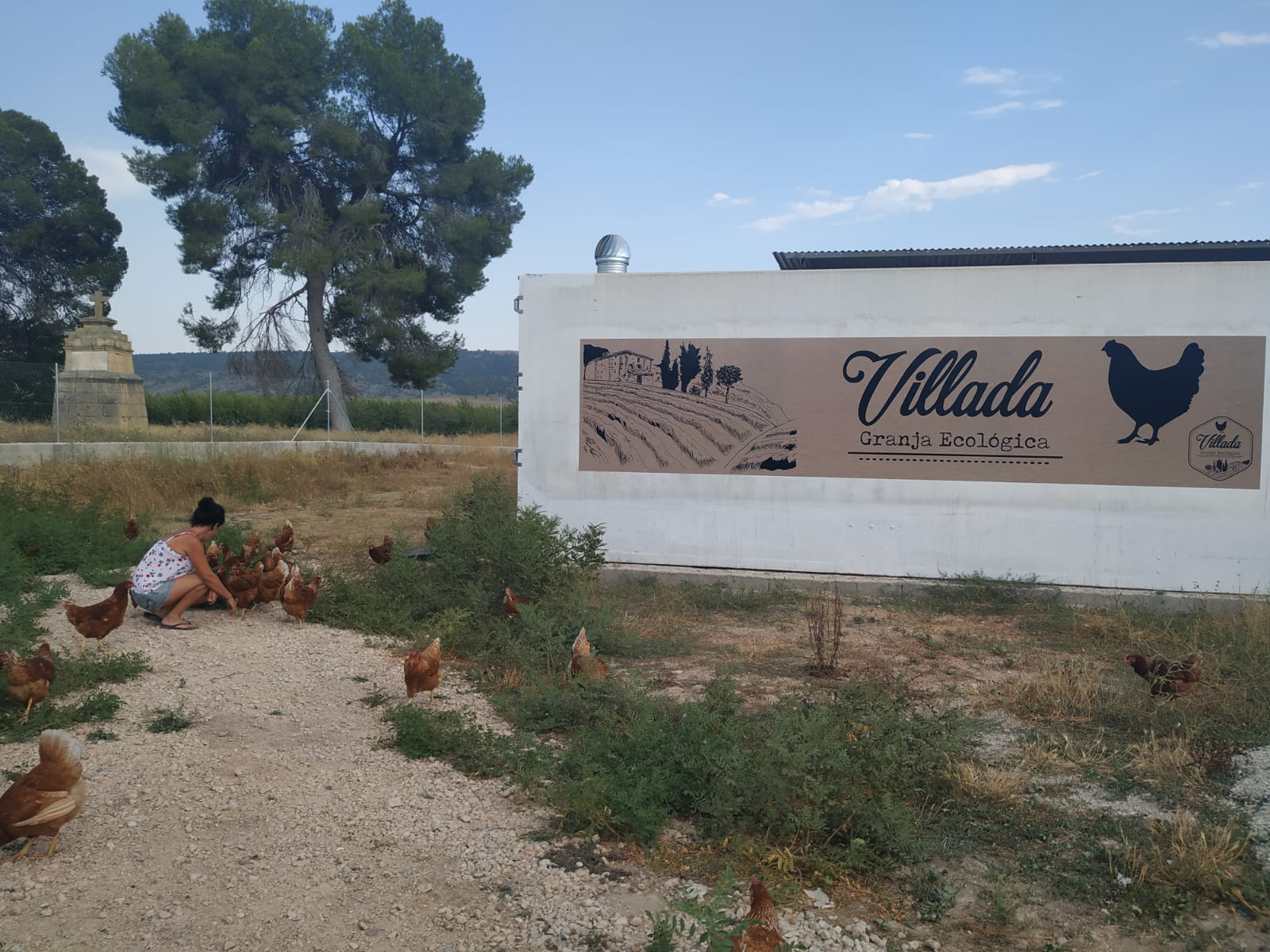 gallinas 2020